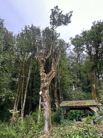Images Brothers Tree service & Landscaping