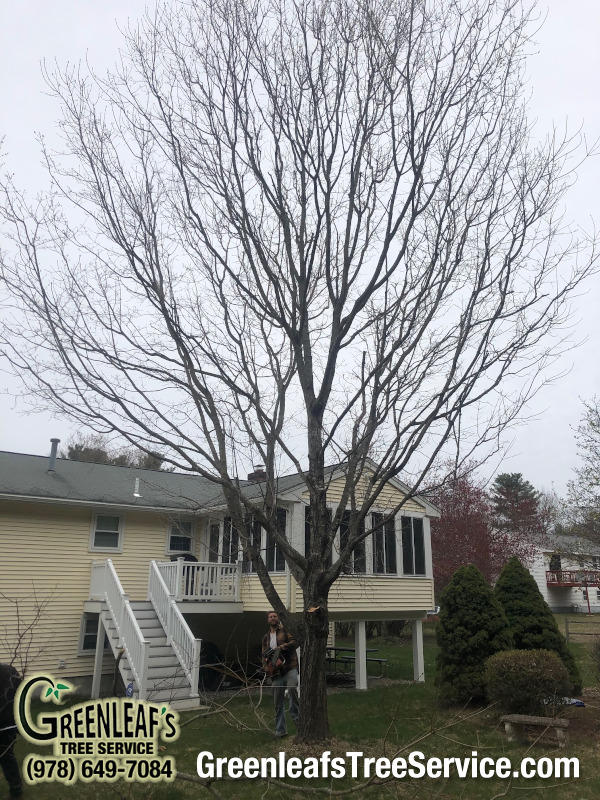 Greenleaf's Tree Service Photo