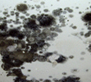 Mold removal Los Angeles CA