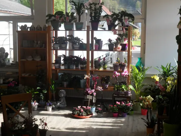 Bild 2 von Blumen Claudia