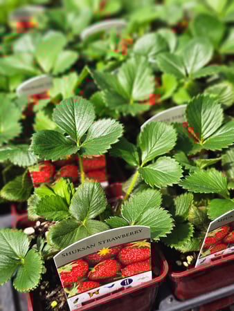 Images Northwest Landscape Supply