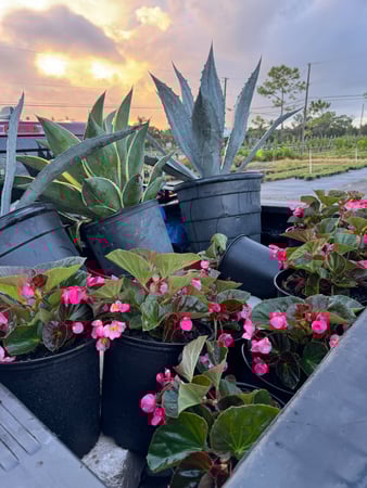 Images Shaggs Landscaping