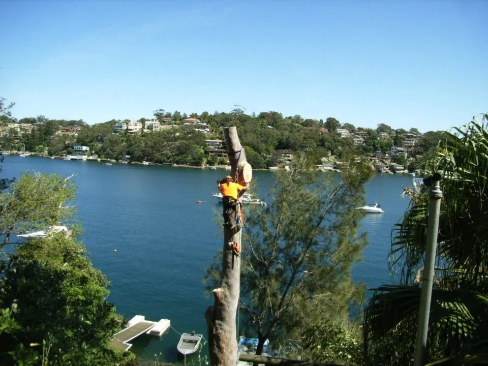 Images Above All Tree Services