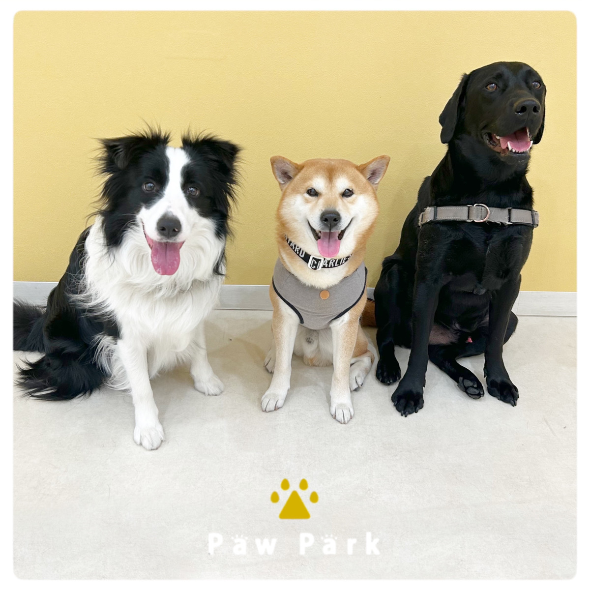Images PawPark 犬のようちえん 高槻店