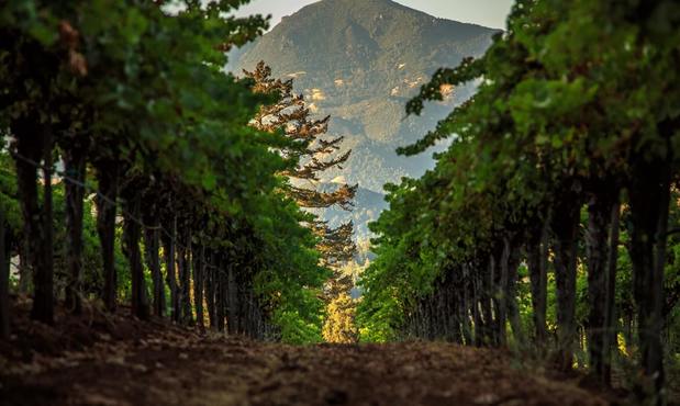 Images Theorem Vineyards