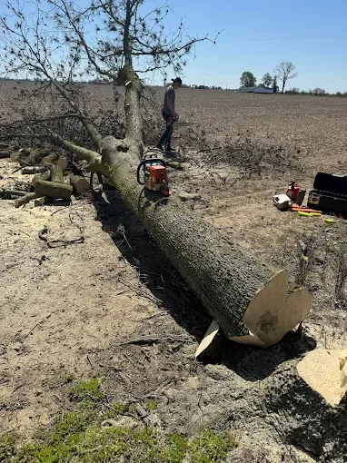 Black Swamp Tree Services Image