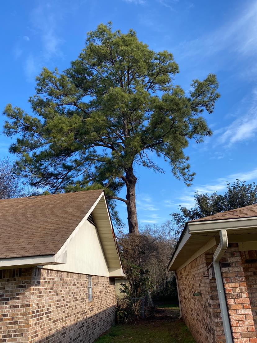 Bynog's Tree Services Image