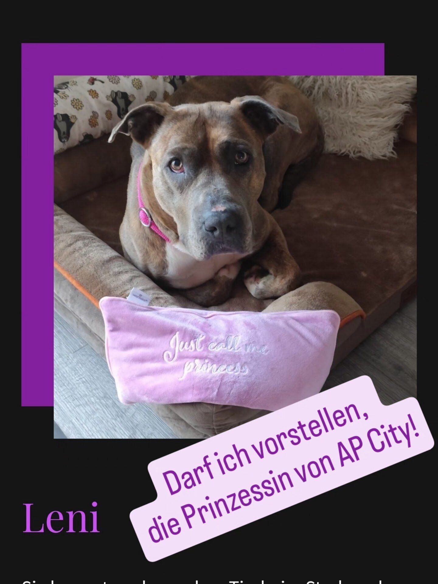 Pfoten Anker, Alt Pastitz 5 in Putbus