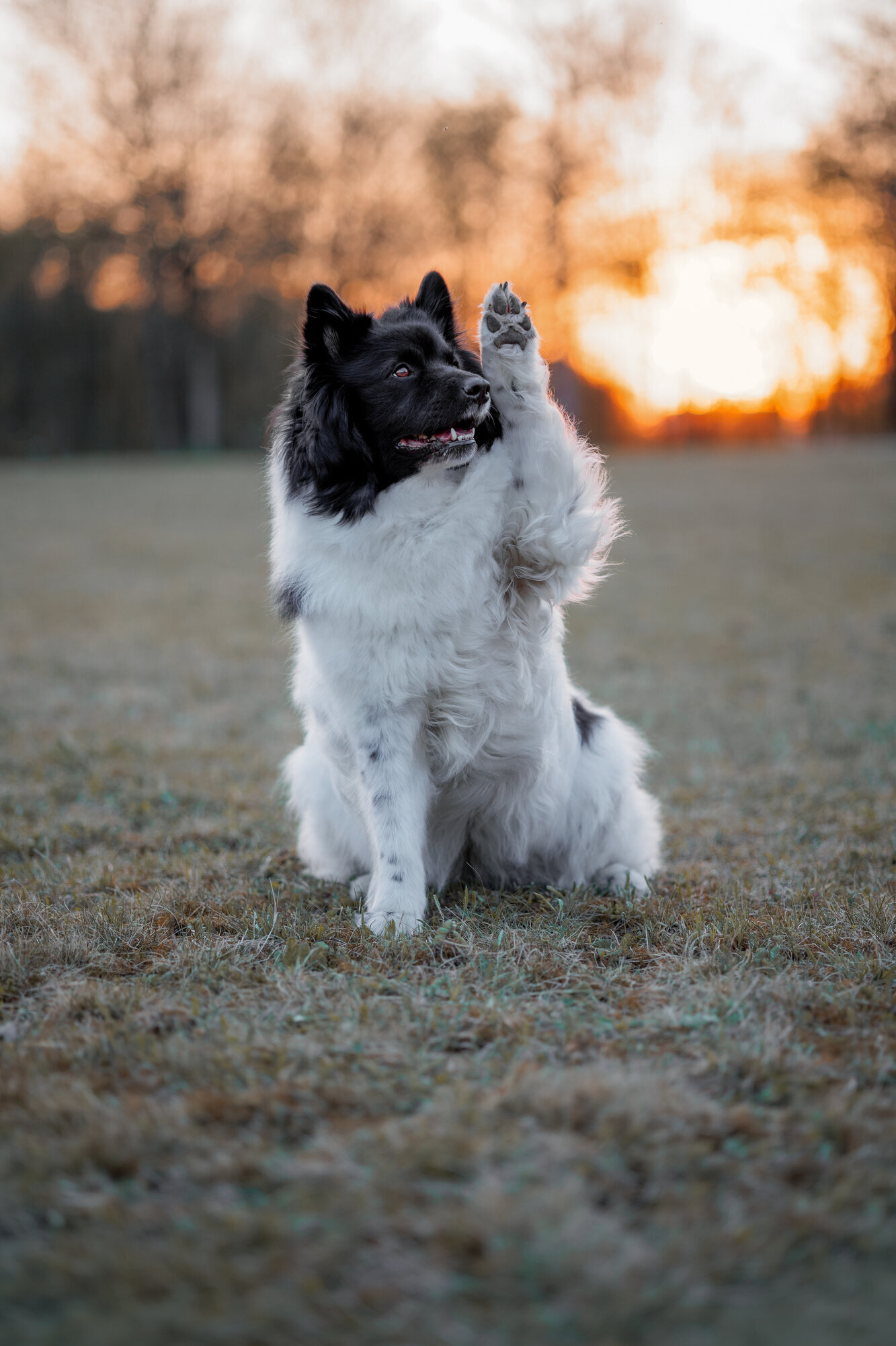 Bilder Der Haustier Fotograf  Hunde- & Tierfotografie aus München