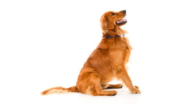 Images Primeras Hunddagis