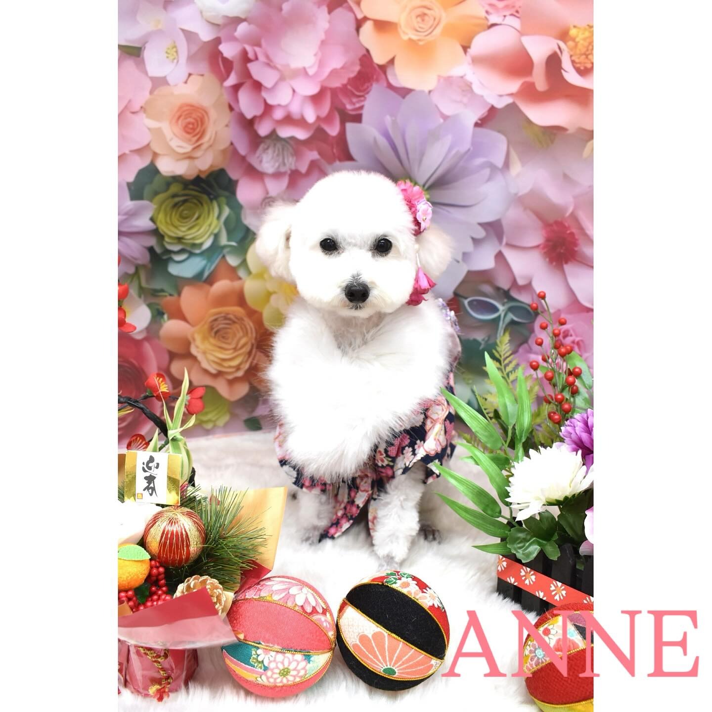 Images わんわんスタイルANNE