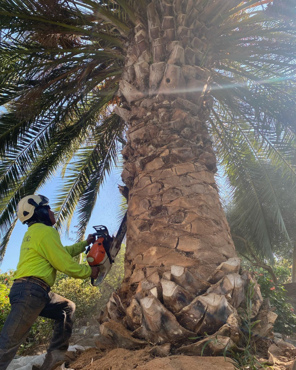 Majestic Tree Service