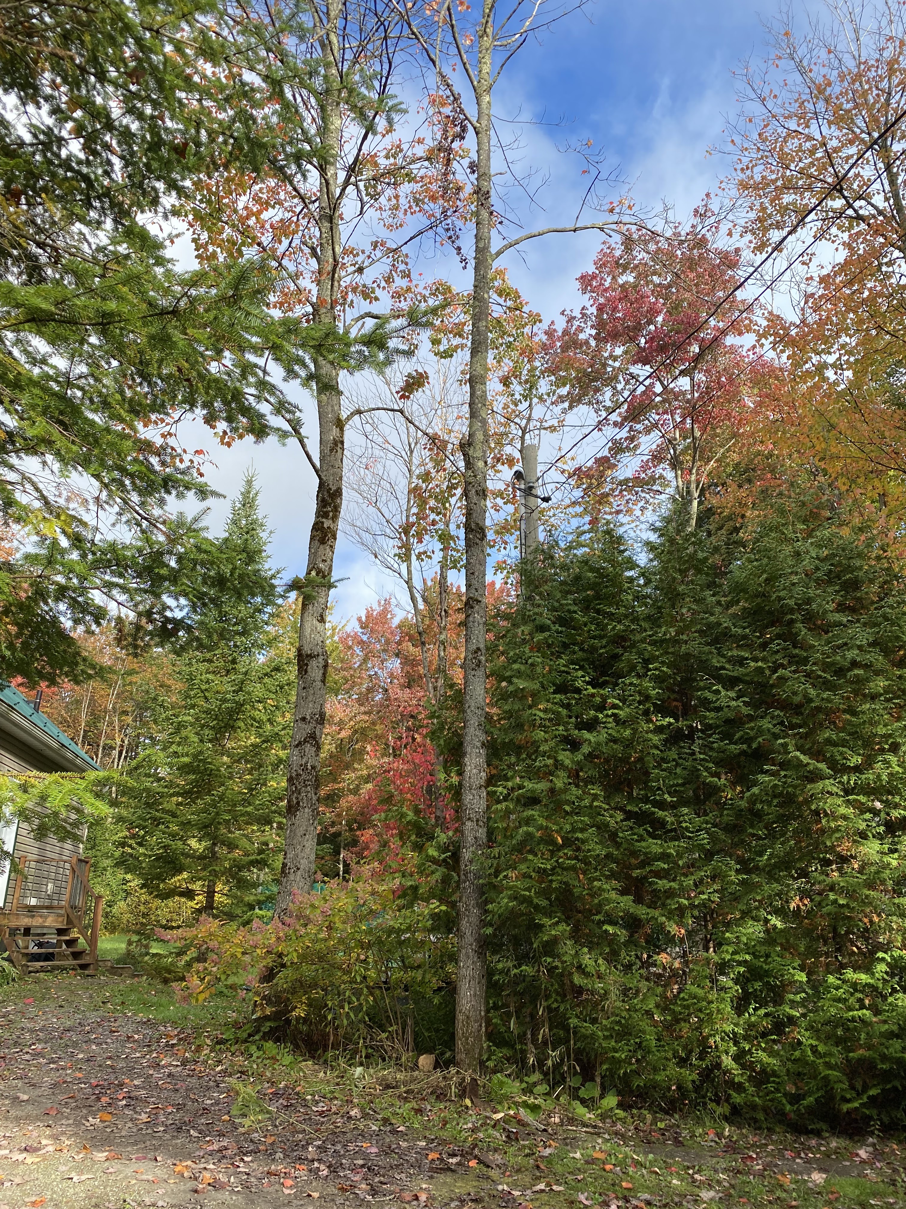 Images Altitude Abattage - Services d'arbres, Élagage, Émondage Eastman