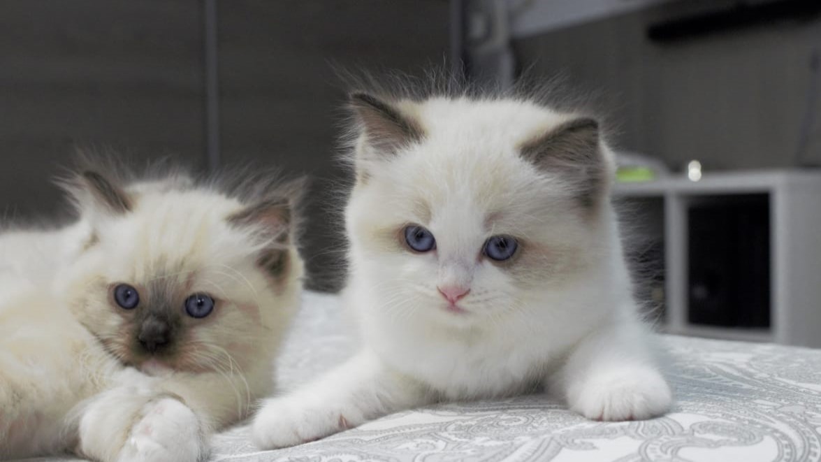 Images Ragdoll RagSweet