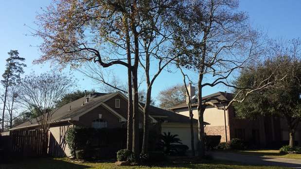 Images TNT Tree Service