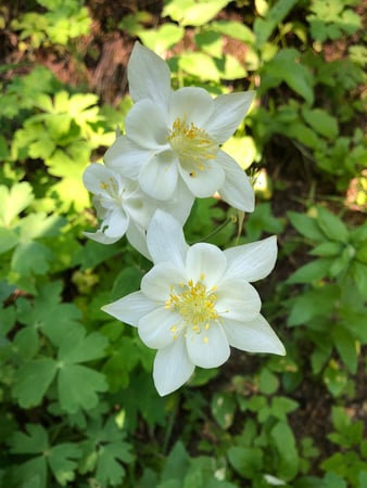 Images Cache Valley Nursery