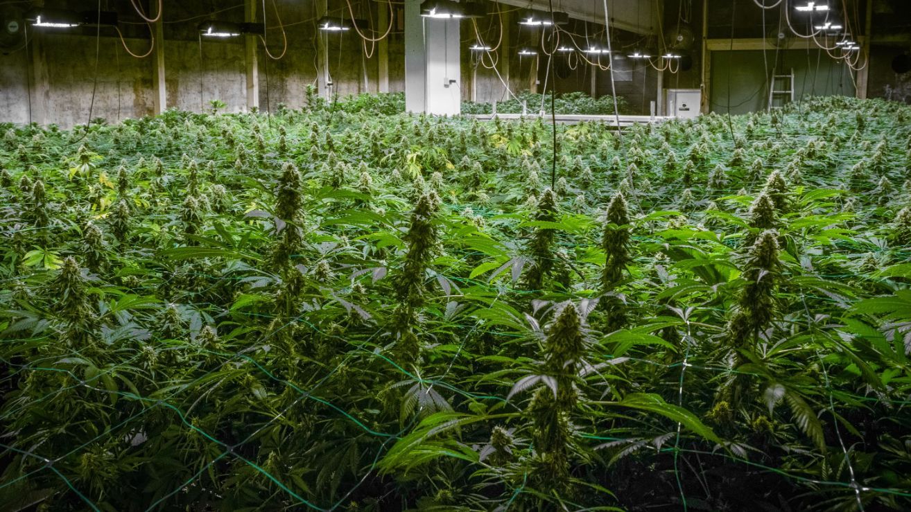 Sensimilla Affoltern am Albis, Zürichstrasse 67 in Affoltern am Albis