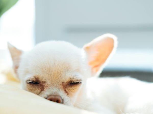 Images My Pet Dog トリミングルーム