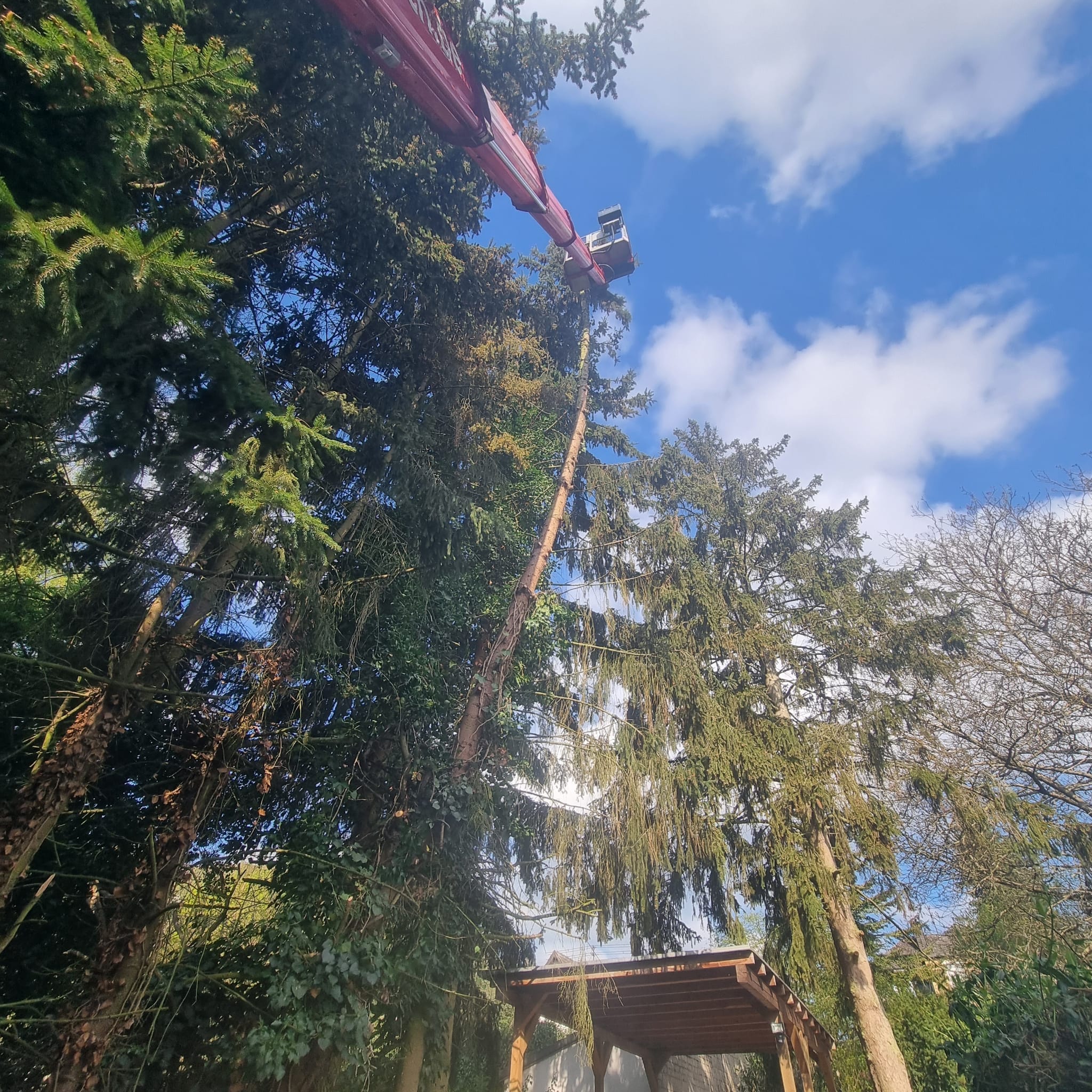 Baum- & Gartenpflege Loose in Melsbach