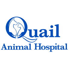 Quail Animal