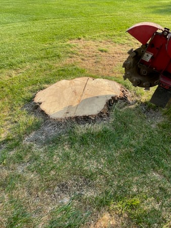 Images Martinez Tree Service