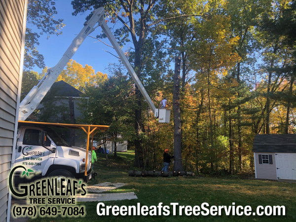 Greenleaf's Tree Service Photo