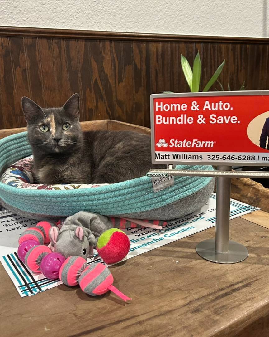 It is with heavy hearts that we share the passing of our beloved office cat, Patches. She was a cherished member of the Matthew Williams State Farm team, bringing comfort and joy to our office each day. We will deeply miss her gentle presence and the happiness she brought to our team and visitors. Thank you to everyone who loved and cared for Patches! Her passing is a reminder to appreciate the people and moments that matter most. Rest in peace, sweet Patches. She will always hold a special place in our hearts.