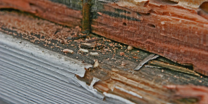 If you suspect that you have termites, we encourage you to call our team for a termite inspection as soon as possible.