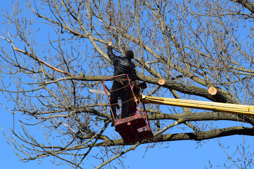 Images Brothers Cisco Tree Service