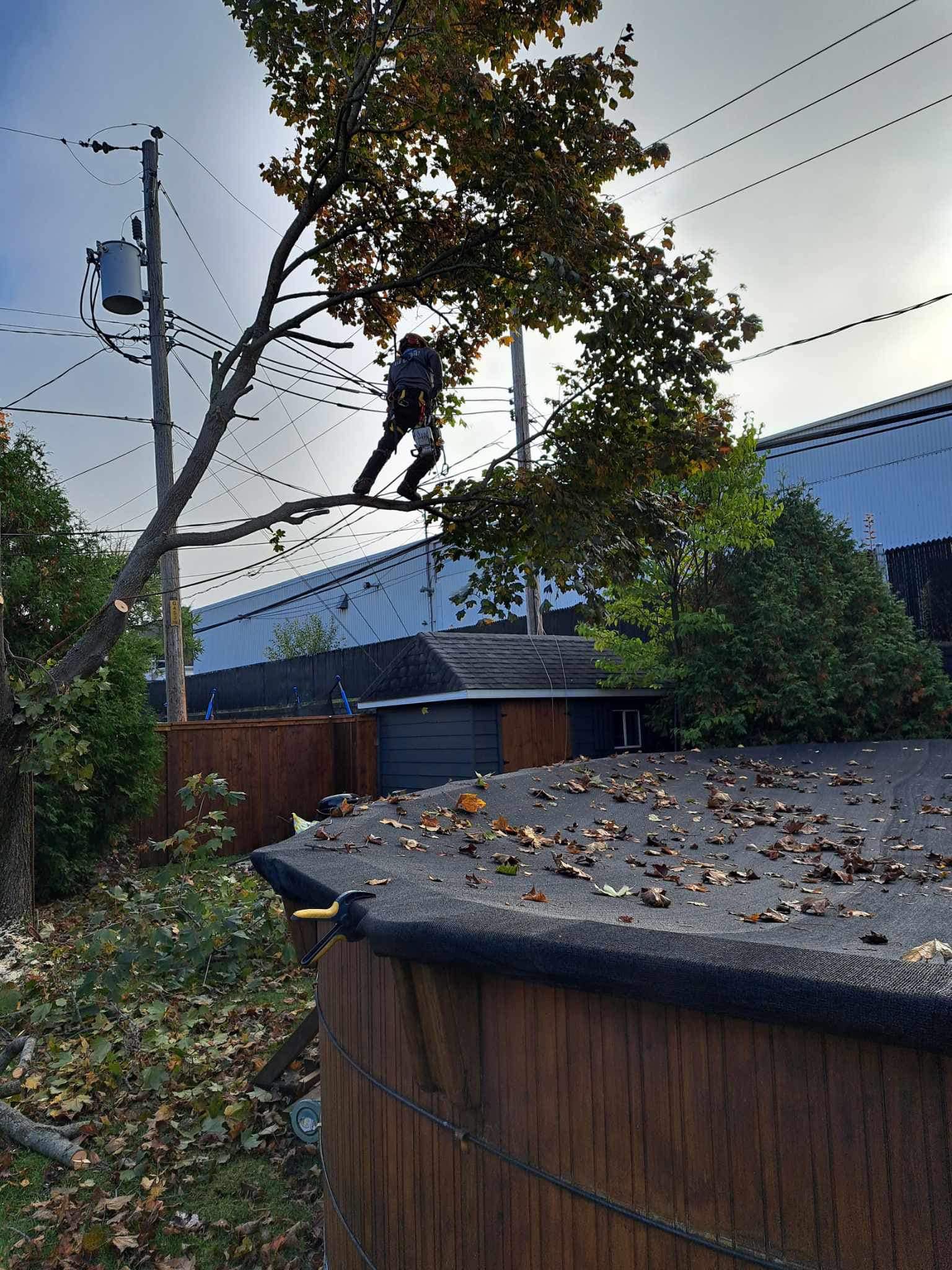 Images Arboriculture DB Inc.