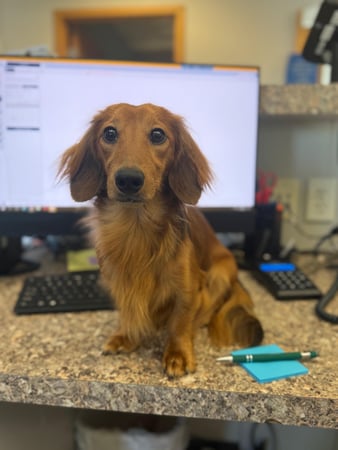 Images VCA Green Animal Hospital