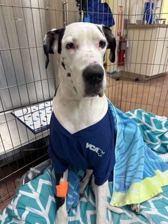 Images VCA Fleming Island Animal Hospital