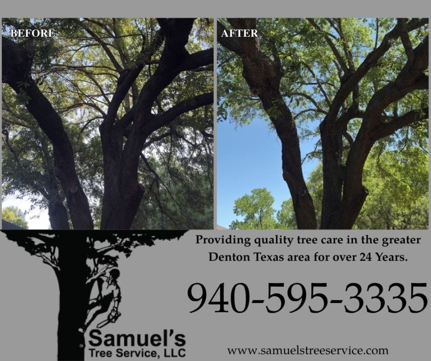 Denton Tree Service 