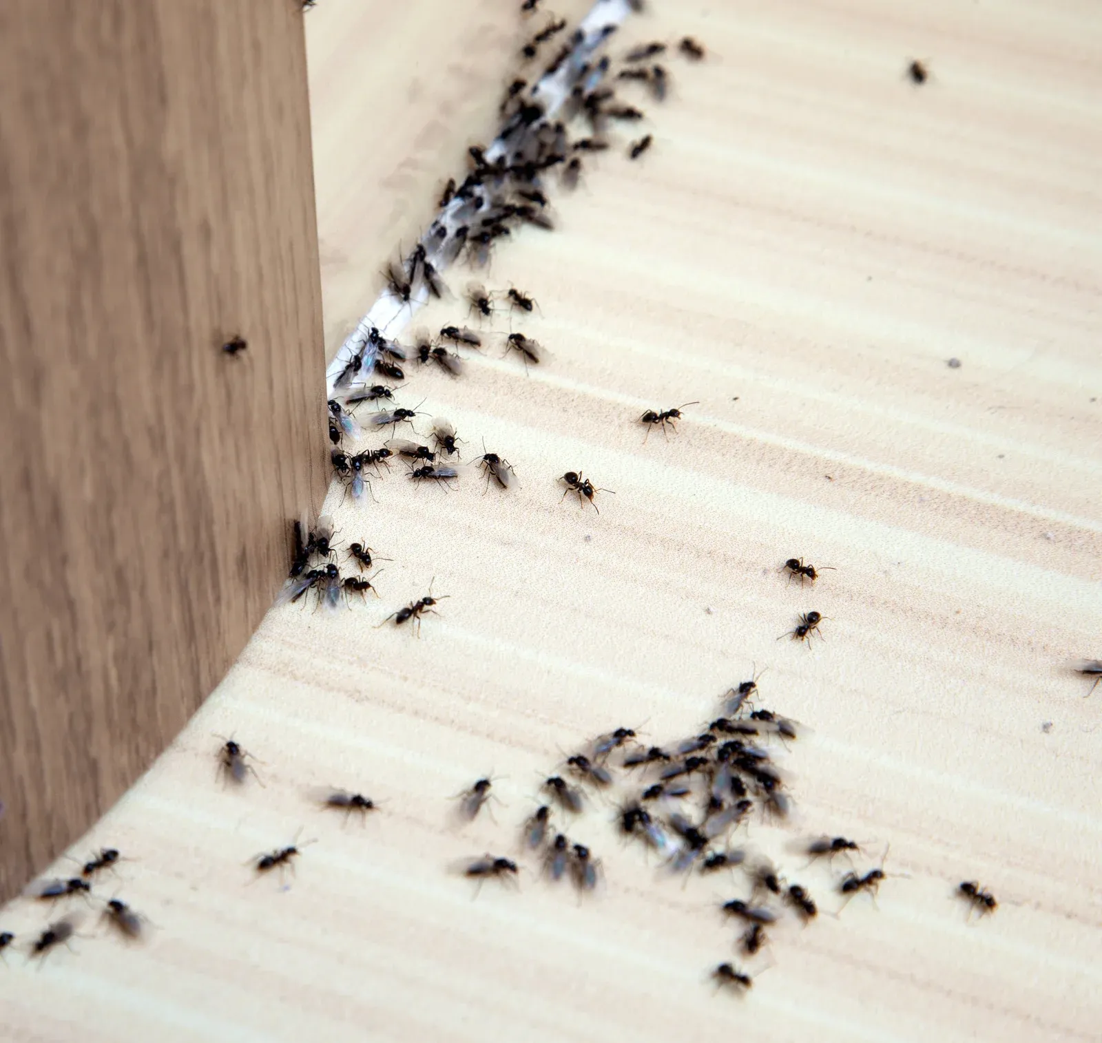 Numerous small black ants gather along the edge of a wooden surface near a corner, forming a trail as they move together, indicating an active indoor ant infestation inside a home.