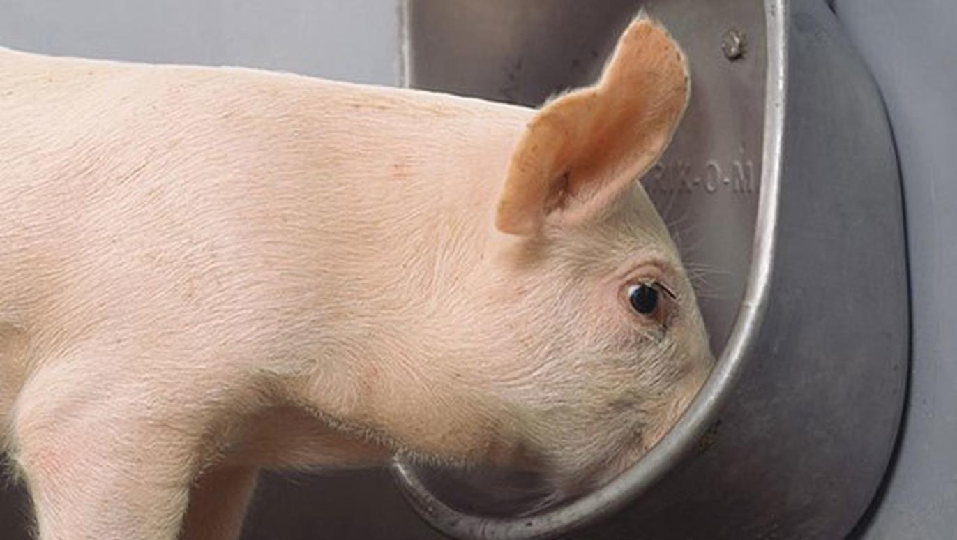 Images Vanggaard Staldmontage ApS