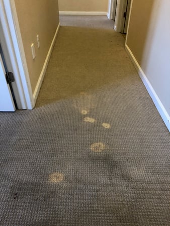 Images Carpet Pro Carpet Cleaning & Dyeing