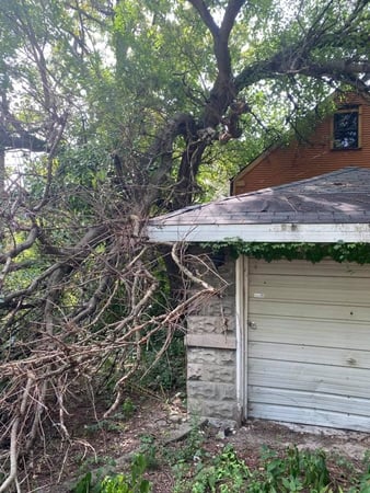 Images Mr. Nice Guy Tree Service