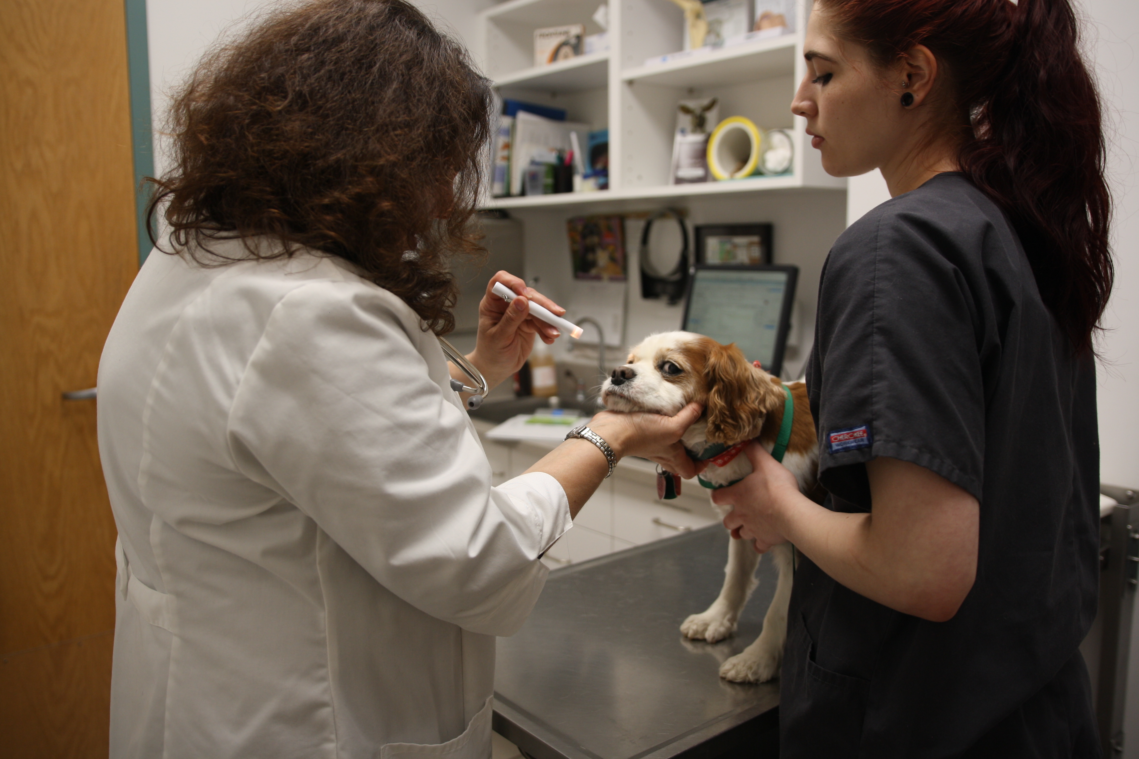 This pup is giving us some side eye while Dr. Fixman examines her eyes! It’s important to check for discoloration, discharge, proper light response, and more.