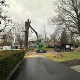 Images Boyd Bros Tree Care