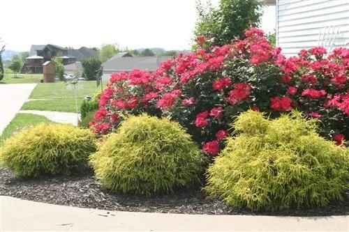Images Advanced Landscape Services