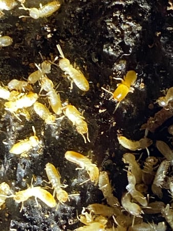 Images GW Exterminating Company