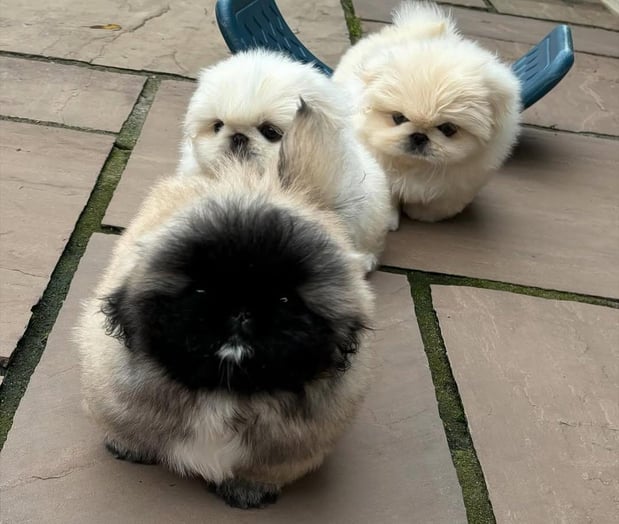 Images Puppies For Sale