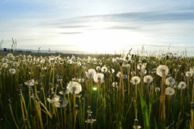 Images Onoranze Funebri Belussi