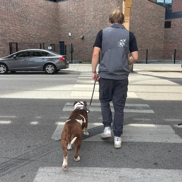 Images Prestige Dog Training
