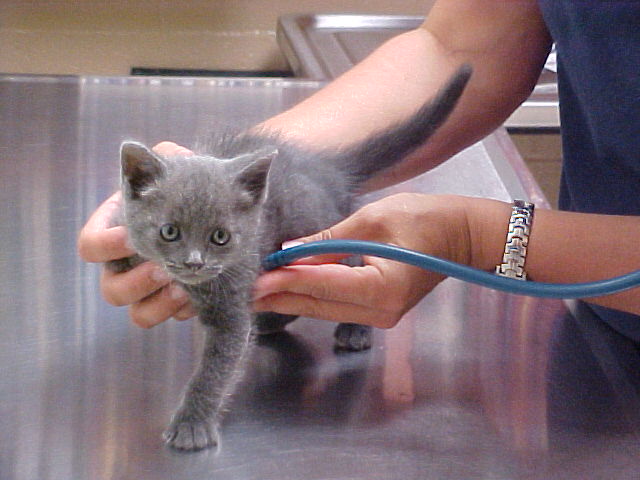 Warner Center Pet Clinic