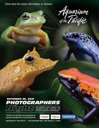 Images Tuttle Cameras