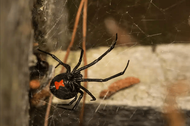 Images Dang Pest Control