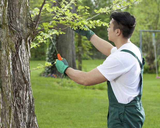 Images Tony J. Bricker Tree Service