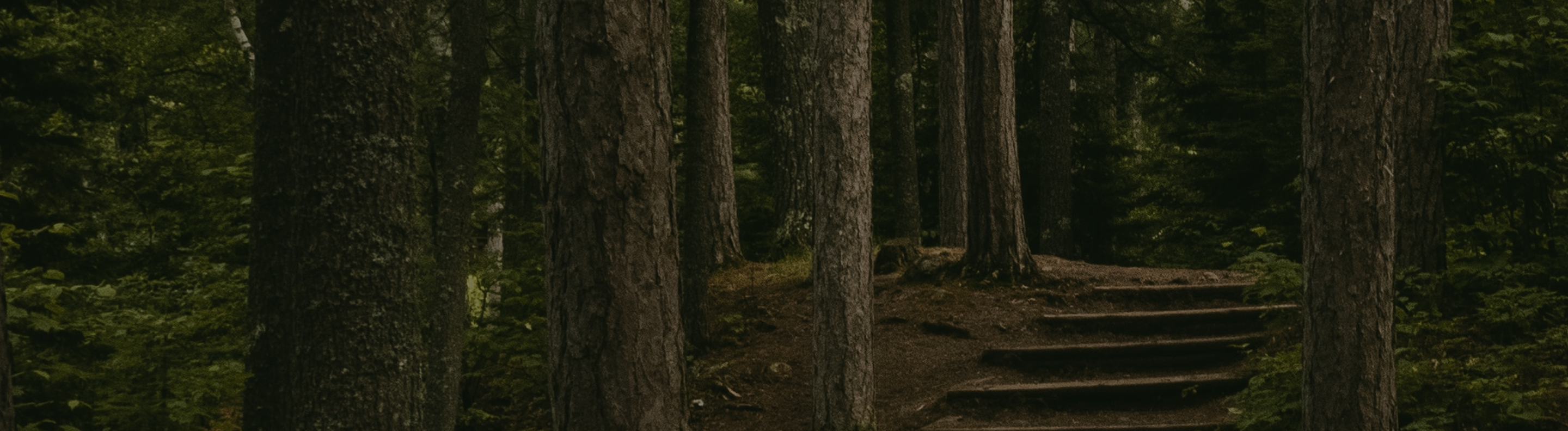 Steps leading through a forest.