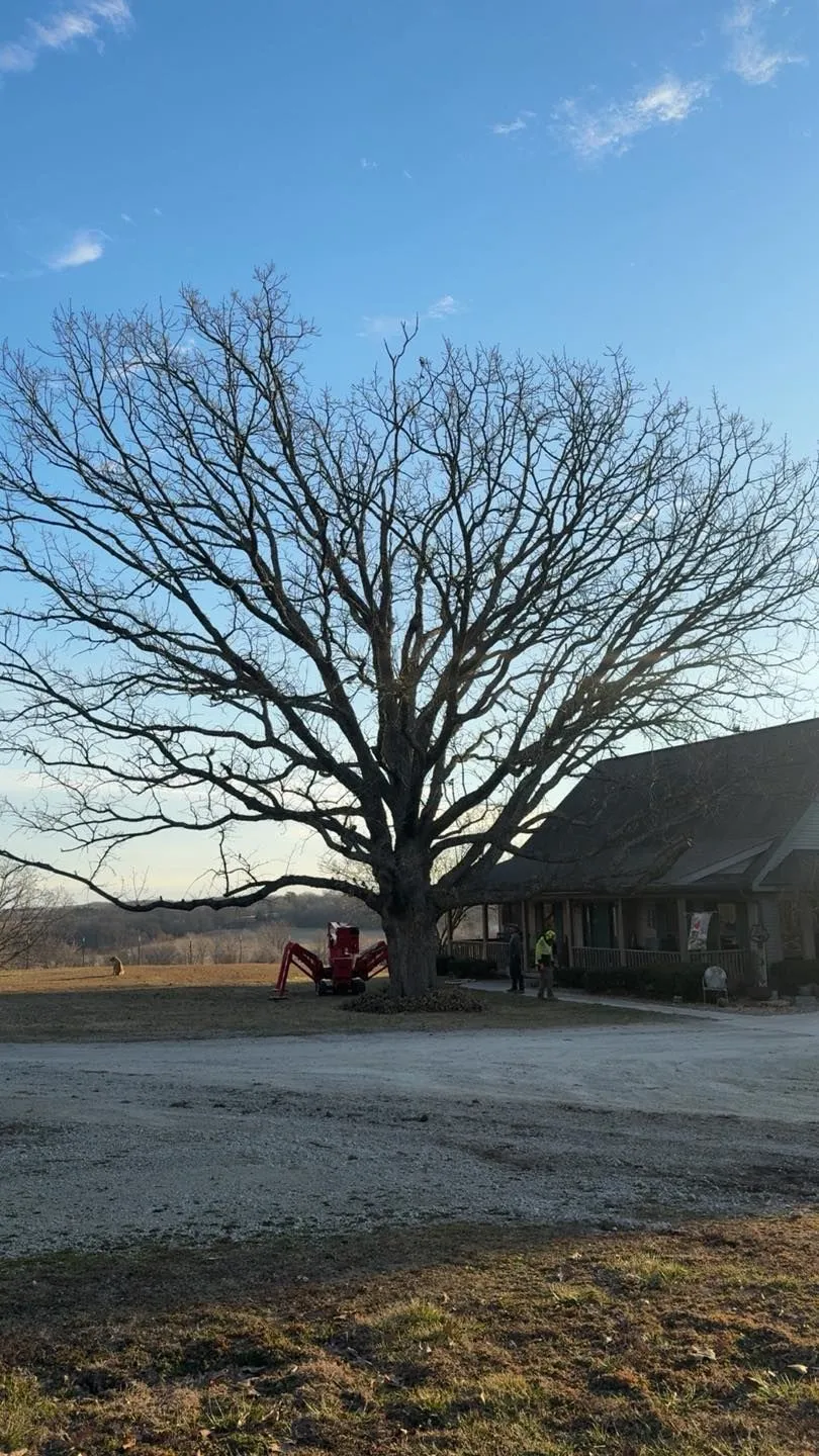 Casey's Tree Service LLC Image